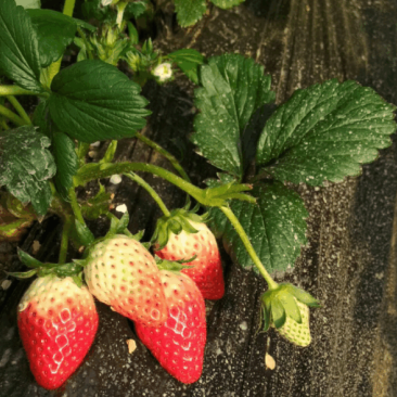 『妙香草莓苗』徐州草莓苗基地直供可视频看货欢迎咨询