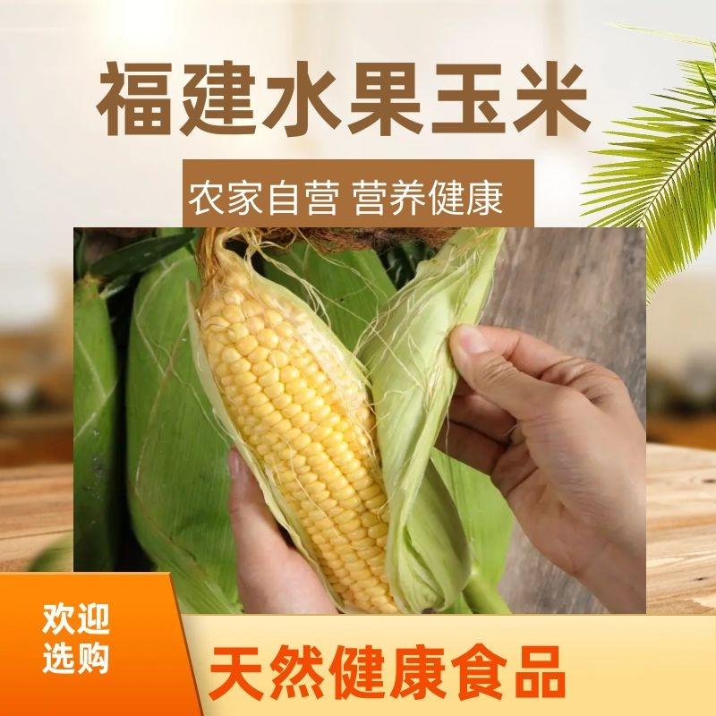 福建新鲜中国当季甜玉米水果玉米水分充足大量，支持电商代发