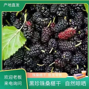 （推荐）河北黑珍珠桑椹干大量上市！口感好品质佳欢迎选购