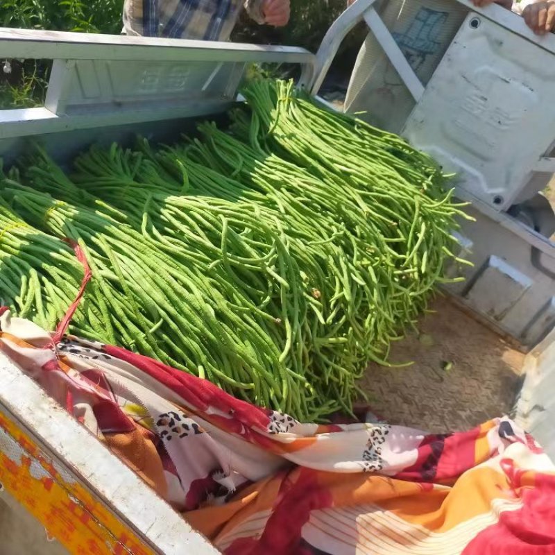 精品江苏豆角青条长豆角对接电商市场商超等,各类客户