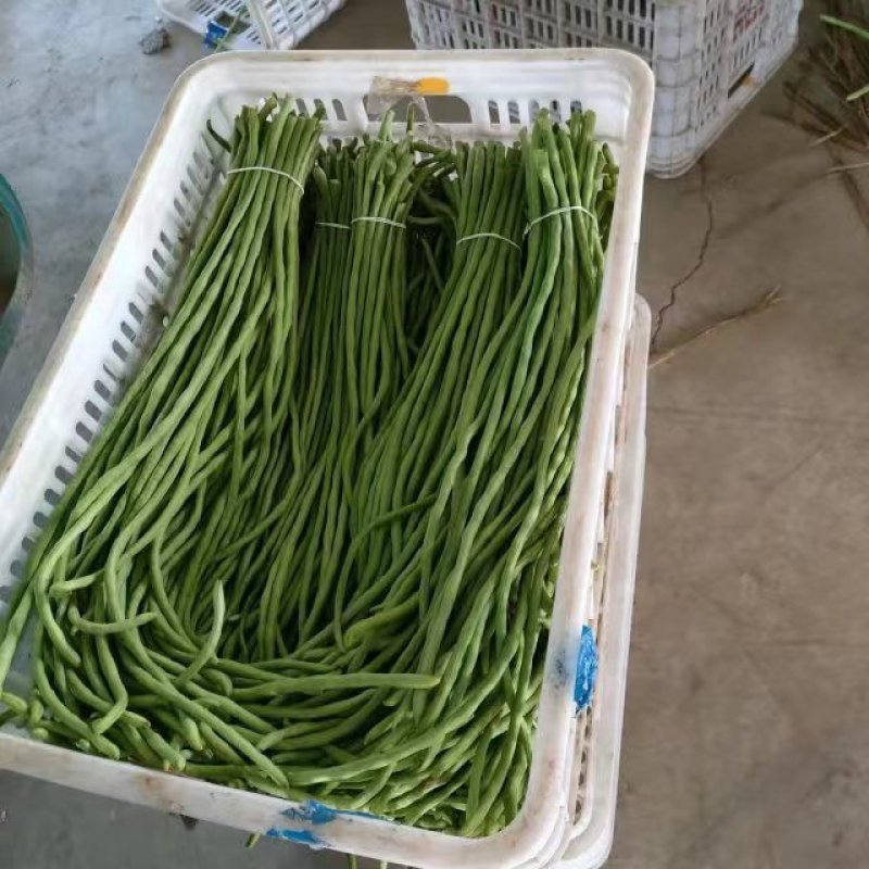 精品江苏豆角青条长豆角对接电商市场商超等,各类客户