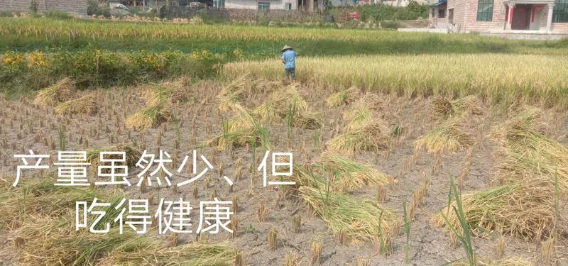 【有机大米】水稻大米有机肥农家肥品质好提前订货