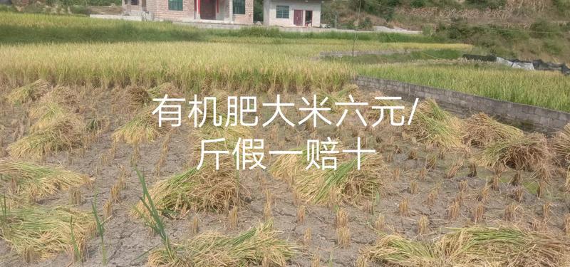 【有机大米】水稻大米有机肥农家肥品质好提前订货