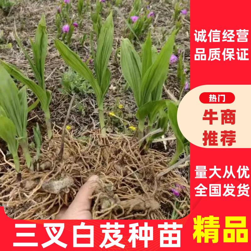 三叉白芨驯化种苗，产地直销量大从优全国可发质量保证