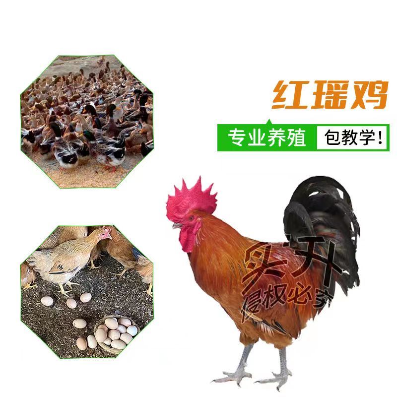 【质量五包】红瑶土鸡苗青脚土鸡苗包疫苗一手货源死亡包赔