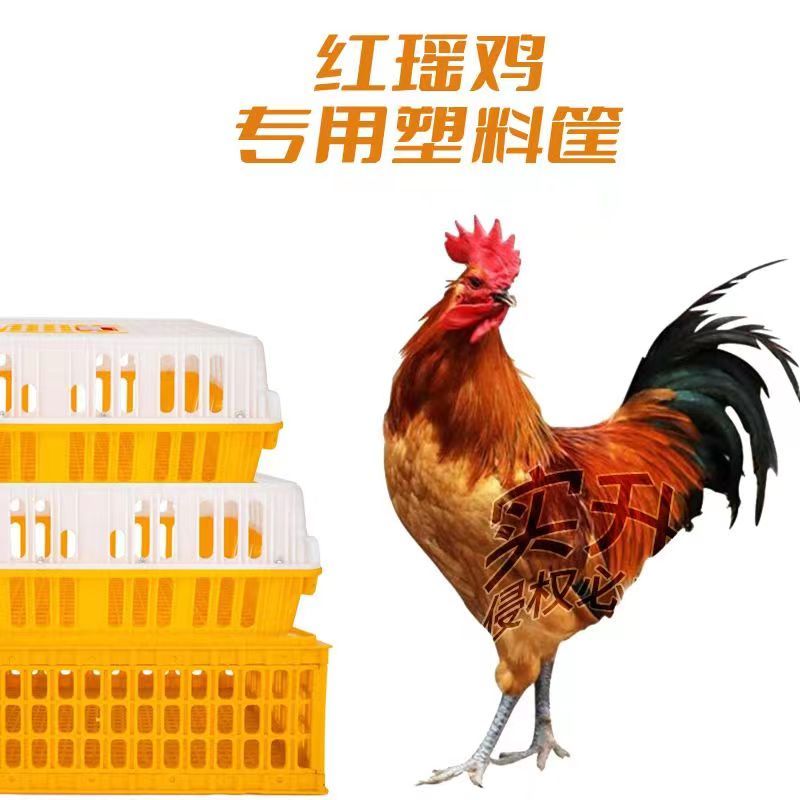 【质量五包】红瑶土鸡苗青脚土鸡苗包疫苗一手货源死亡包赔