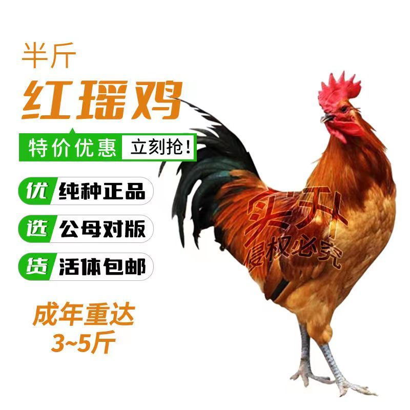【质量五包】红瑶土鸡苗青脚土鸡苗包疫苗一手货源死亡包赔