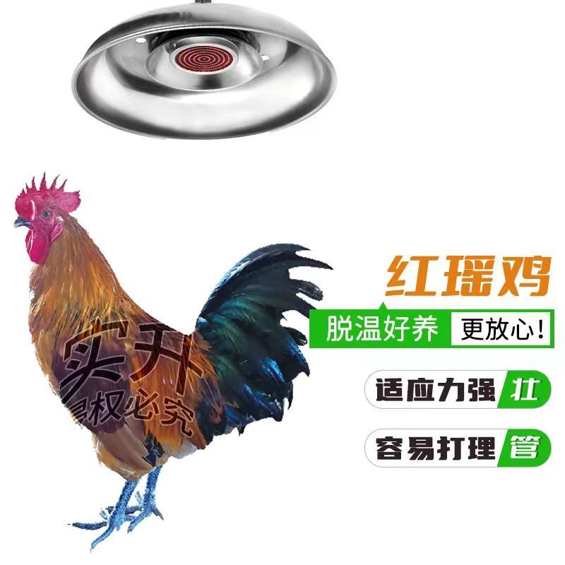 【质量五包】红瑶土鸡苗青脚土鸡苗包疫苗一手货源死亡包赔