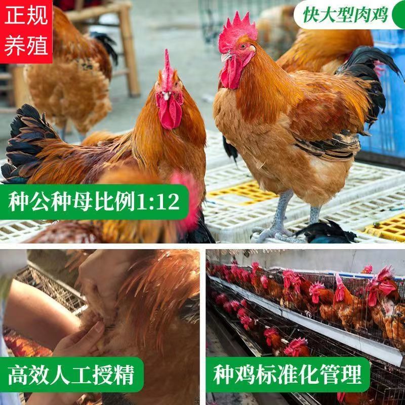 【特销】清远麻鸡苗包技术指导孵化场直销运输死亡包赔包疫苗