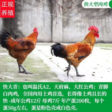 【特销】清远麻鸡苗包技术指导孵化场直销运输死亡包赔包疫苗