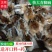 【特销】清远麻鸡苗包技术指导孵化场直销运输死亡包赔包疫苗