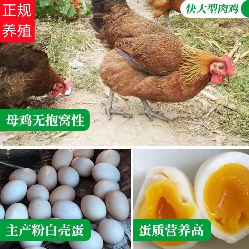 【特销】清远麻鸡苗包技术指导孵化场直销运输死亡包赔包疫苗