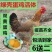 【满百送十】高产麻羽绿壳蛋鸡苗包路损包成活远程技术指导