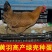 【满百送十】高产麻羽绿壳蛋鸡苗包路损包成活远程技术指导