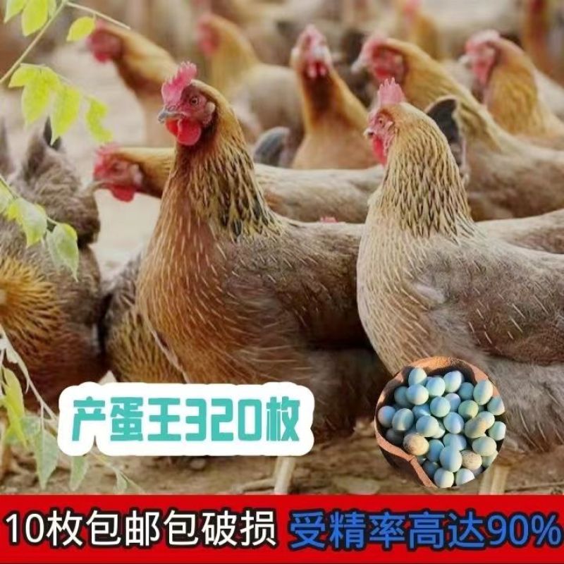 【满百送十】高产麻羽绿壳蛋鸡苗包路损包成活远程技术指导