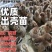 【满百送十】高产麻羽绿壳蛋鸡苗包路损包成活远程技术指导