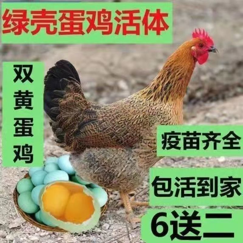鸡苗绿壳蛋鸡苗高产蛋鸡苗疫苗齐全保质保量运包成活