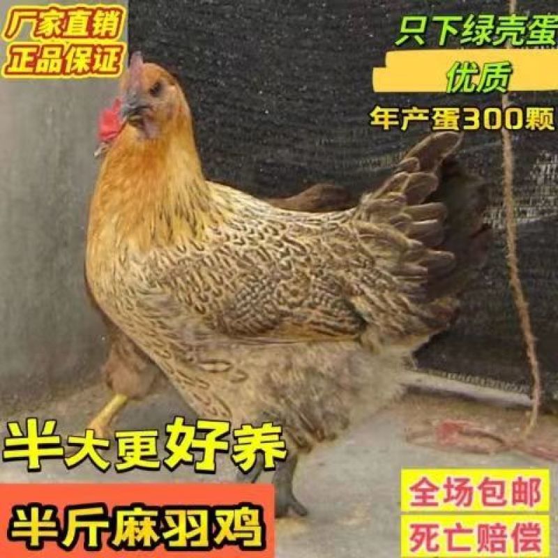 鸡苗绿壳蛋鸡苗高产蛋鸡苗疫苗齐全保质保量运包成活
