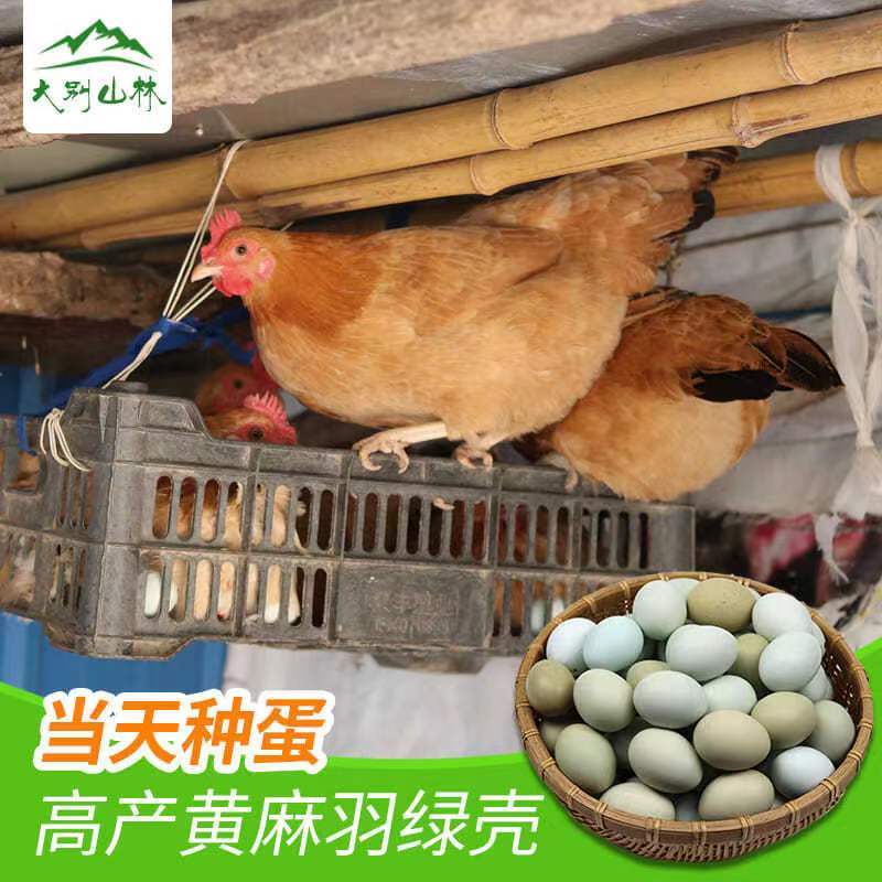 鸡苗绿壳蛋鸡苗高产蛋鸡苗疫苗齐全保质保量运包成活