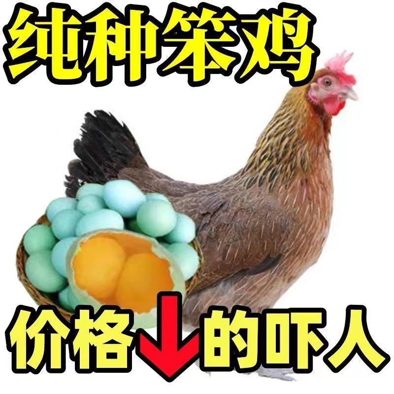 【热销】麻羽绿壳蛋鸡苗蛋鸡苗疫苗齐全保质保量包成活