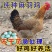 【热销】麻羽绿壳蛋鸡苗蛋鸡苗疫苗齐全保质保量包成活