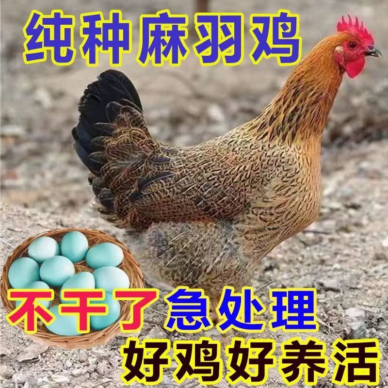 【热销】麻羽绿壳蛋鸡苗蛋鸡苗疫苗齐全保质保量包成活