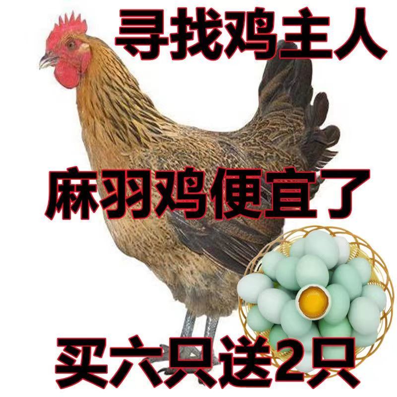 【热销】麻羽绿壳蛋鸡苗蛋鸡苗疫苗齐全保质保量包成活