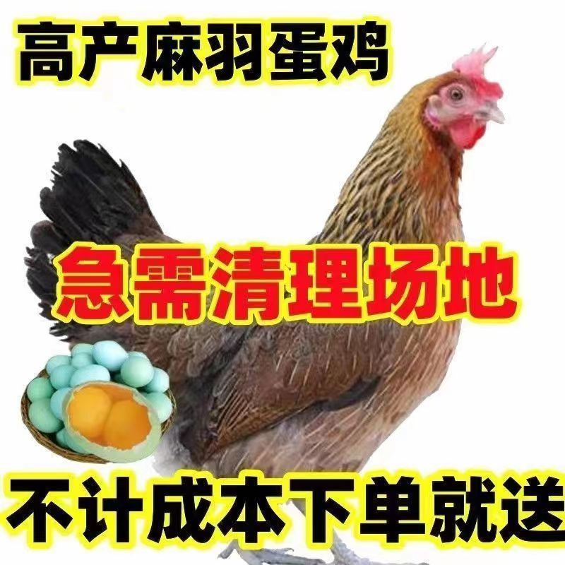 【热销】麻羽绿壳蛋鸡苗蛋鸡苗疫苗齐全保质保量包成活