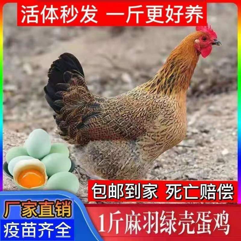 【热销】麻羽绿壳蛋鸡苗蛋鸡苗疫苗齐全保质保量包成活