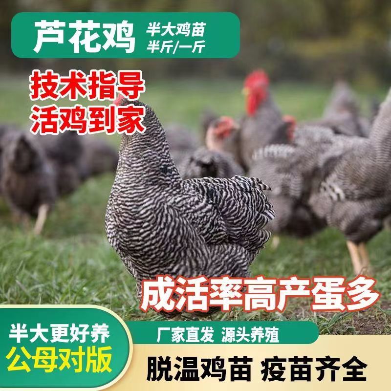 【现货】正宗汶上芦花鸡苗常年供应厂家直销包疫苗包成活