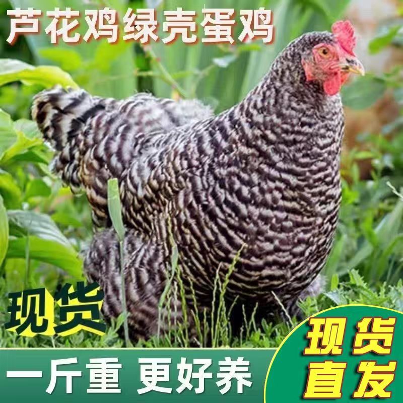 【现货】正宗汶上芦花鸡苗常年供应厂家直销包疫苗包成活