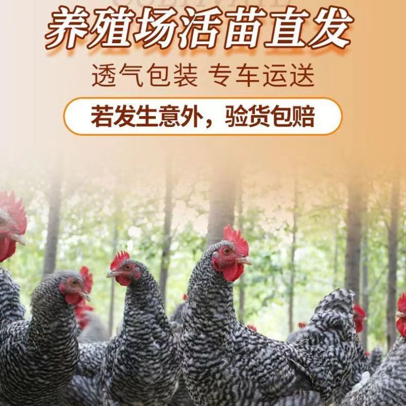 【精选】正宗汶上芦花鸡苗常年供应厂家直销包疫苗包成活