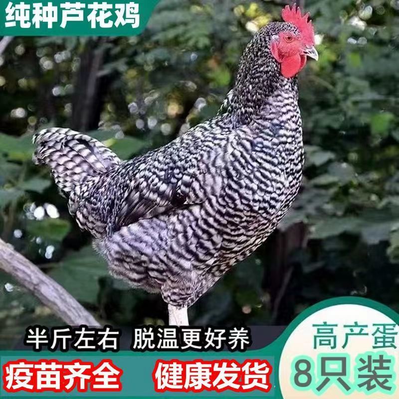 【精选】正宗汶上芦花鸡苗常年供应厂家直销包疫苗包成活