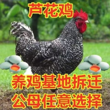 【精选】正宗汶上芦花鸡苗常年供应厂家直销包疫苗包成活