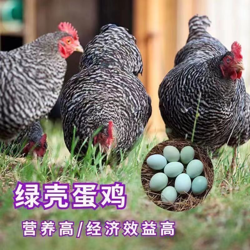 【精选】正宗汶上芦花鸡苗常年供应厂家直销包疫苗包成活