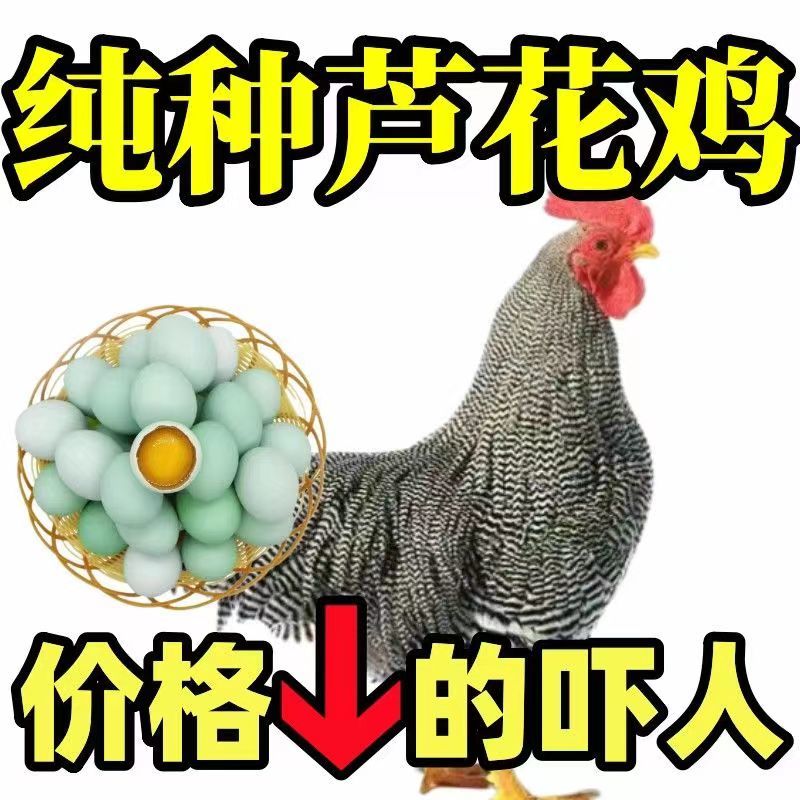 【精选】正宗汶上芦花鸡苗常年供应厂家直销包疫苗包成活