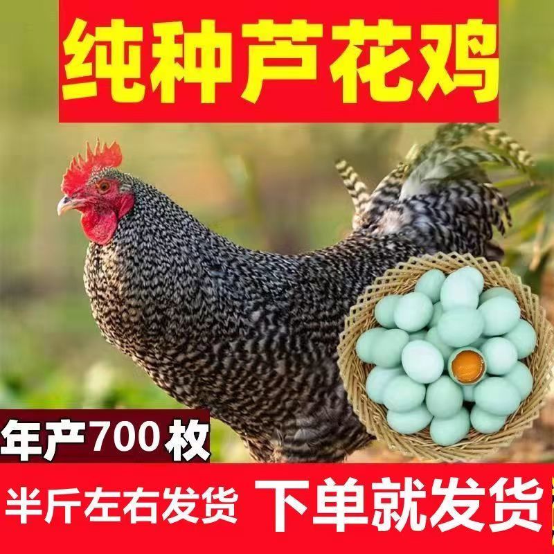 【精选】正宗汶上芦花鸡苗常年供应厂家直销包疫苗包成活