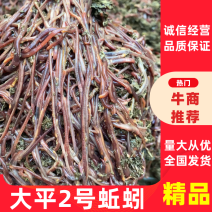 纯牛粪蚯蚓/大平二号/规格齐全，优质种苗/饲料，量大从优