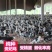 【推荐】贵妃鸡苗包疫苗包运输成活实力厂家供货无中间商