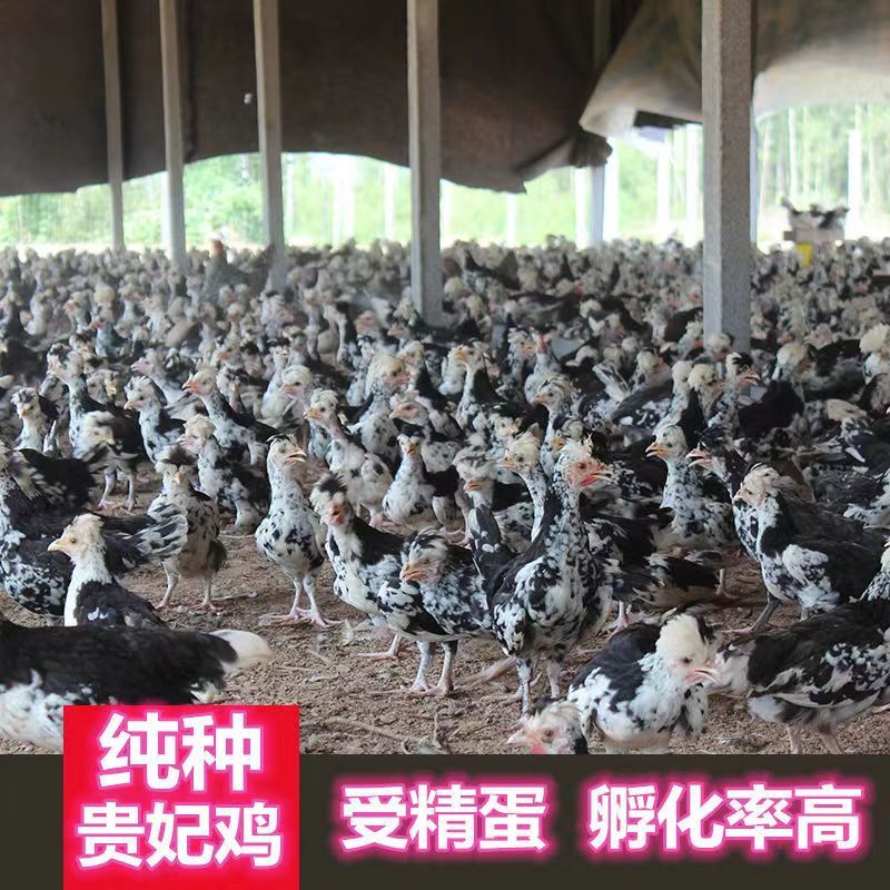 【推荐】贵妃鸡苗包疫苗包运输成活实力厂家供货无中间商