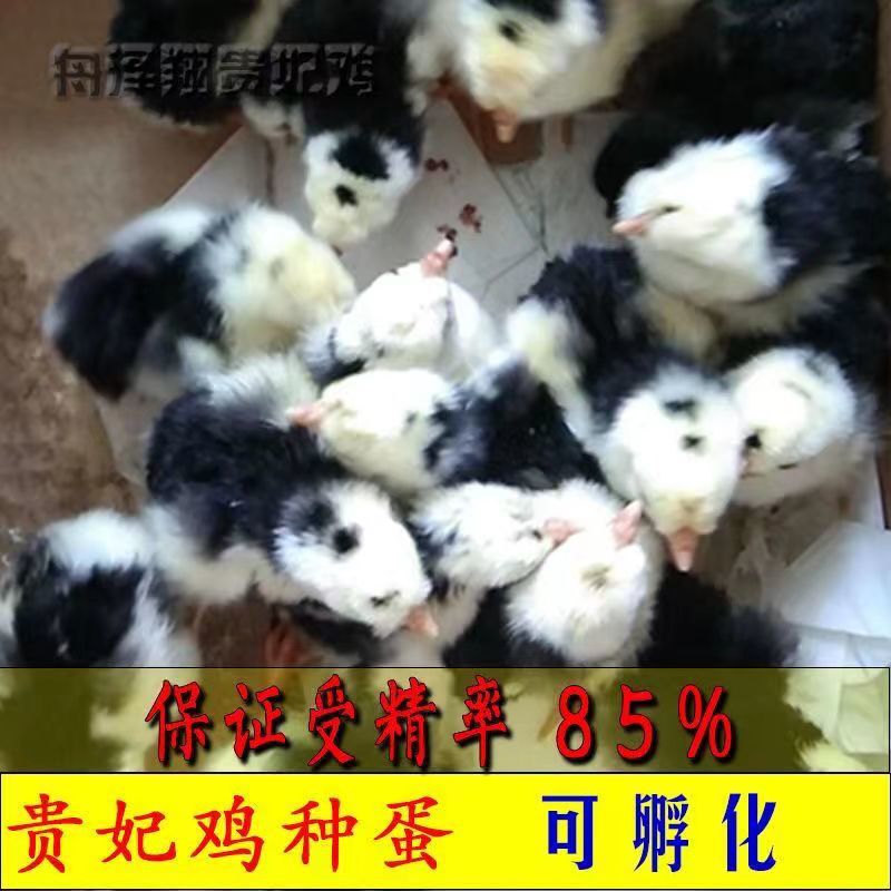 【推荐】贵妃鸡苗包疫苗包运输成活实力厂家供货无中间商