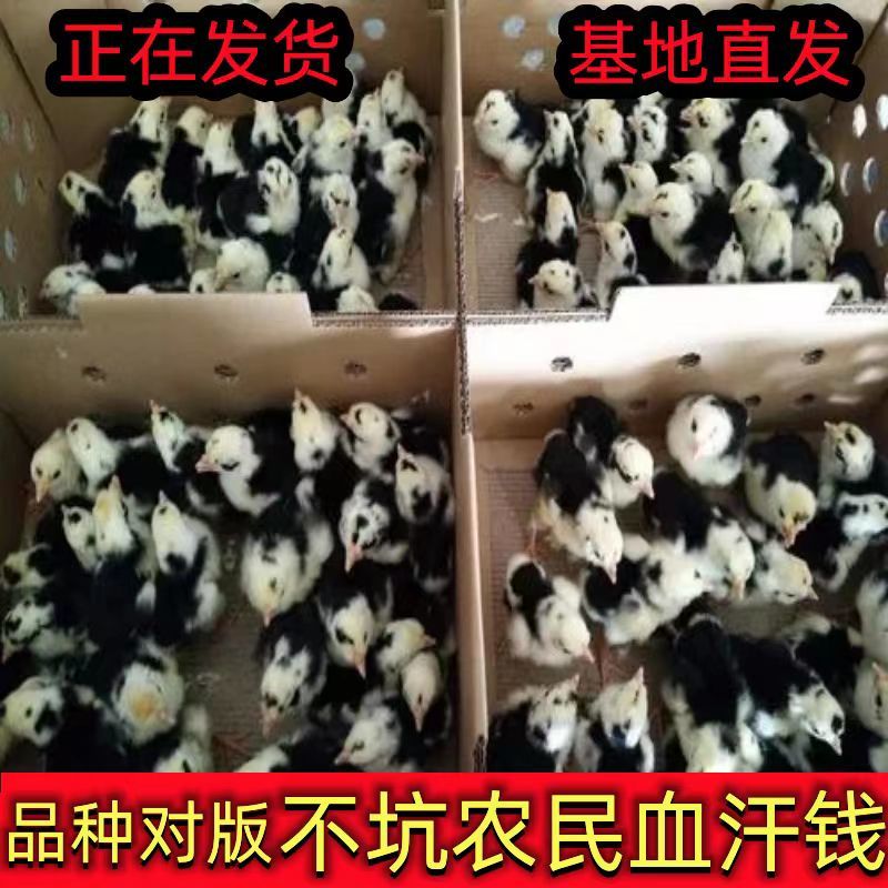 【推荐】贵妃鸡苗包疫苗包运输成活实力厂家供货无中间商