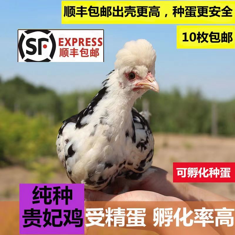 【正宗】贵妃鸡苗包疫苗远程技术指导量大优惠保质量包活到家