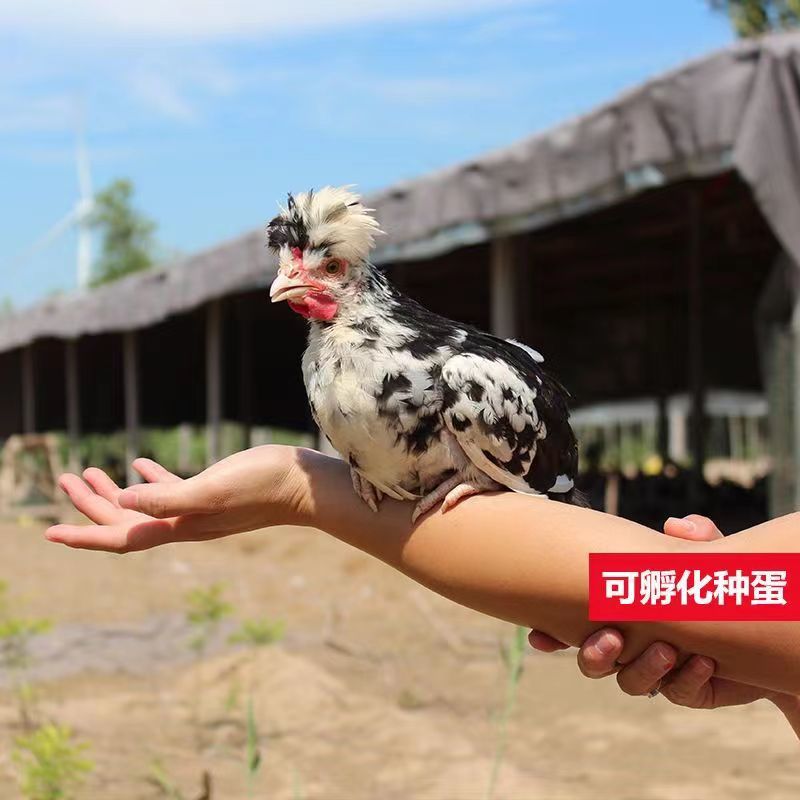 【正宗】贵妃鸡苗包疫苗远程技术指导量大优惠保质量包活到家