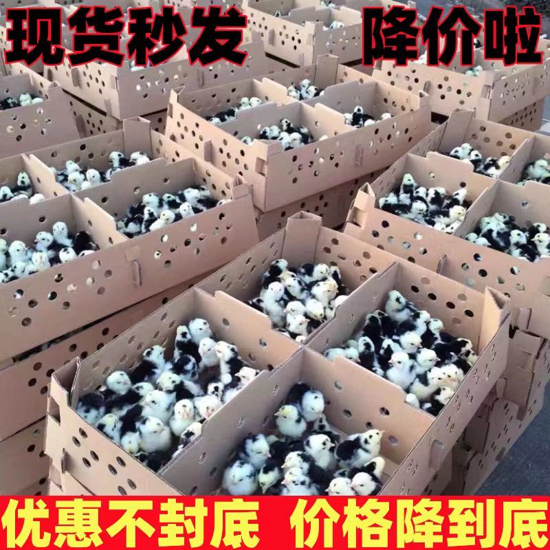【正宗】贵妃鸡苗包疫苗远程技术指导量大优惠保质量包活到家