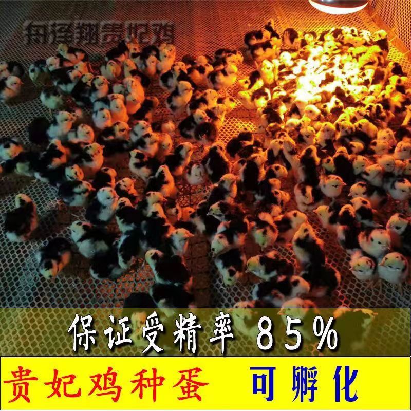 【正宗】贵妃鸡苗包疫苗远程技术指导量大优惠保质量包活到家