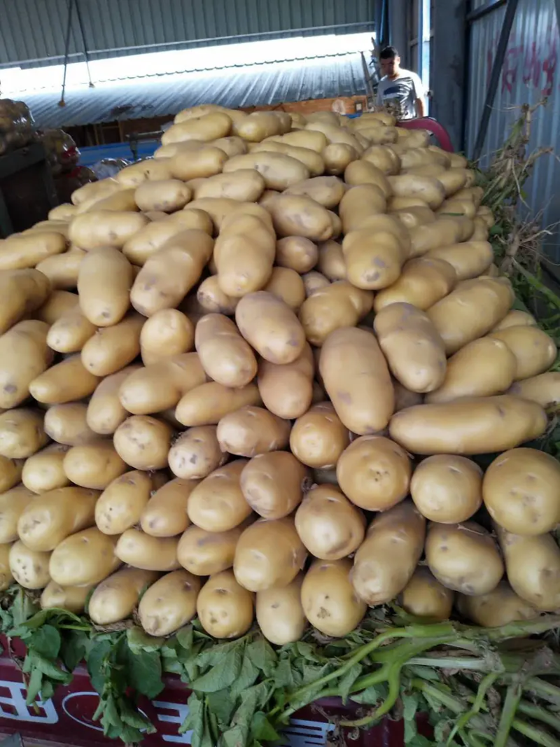 土豆，河南黄心土豆，万亩基地现挖现货，价格实惠欢迎咨询