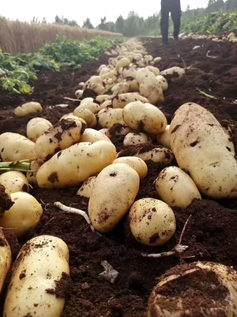 土豆，云南黄心土豆，万亩基地现挖现货，价格实惠欢迎咨询