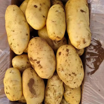 土豆，黄心土豆，万亩基地现挖现货，价格实惠欢迎咨询