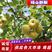 安徽梨砀山酥梨产地直发货源充足果型端正全国发货